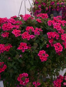 intense verbena