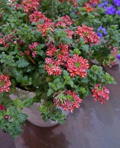 Verbena