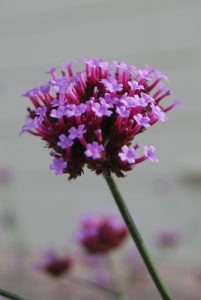Verbenakjempe