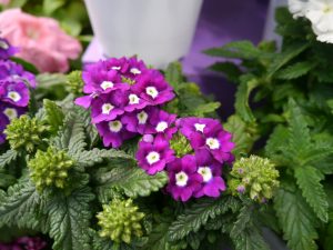 Verbena
