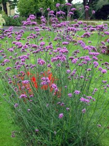 Kjempeverbena. Verbena bonariensis