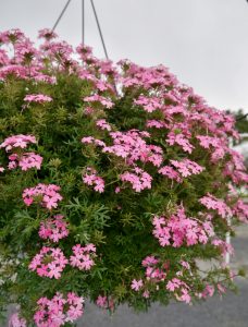 Rosa verbena i krukker og ampler