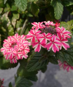 Verbena blomst