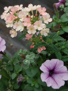 Verbena og petunia