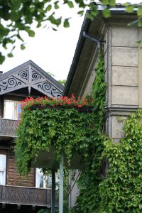Villvin, Parthenocissus