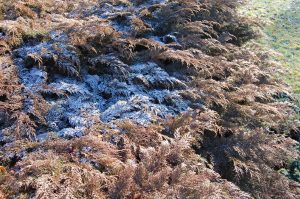 Frost