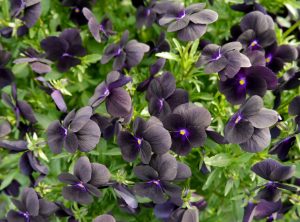 Viola, stemor i fløyelssvart