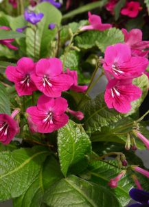 Vrifrukt; Streptocarpus