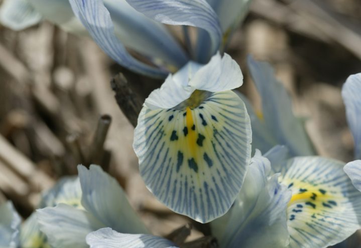 Våriris, Iris reticulata