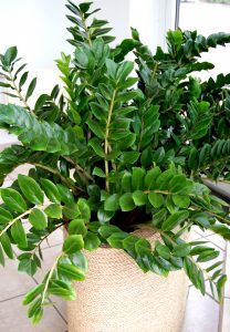 Zamioculcas er en skyggetålende grønnplante