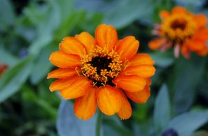 Zinnia i oransje