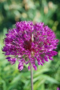 Bilde av Allium, bilde av prydløk