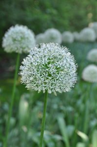 Bilde av Allium, bilde av prydløk