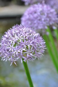 Bilde av Allium, bilde av prydløk