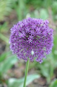 Bilde av Allium, bilde av prydløk