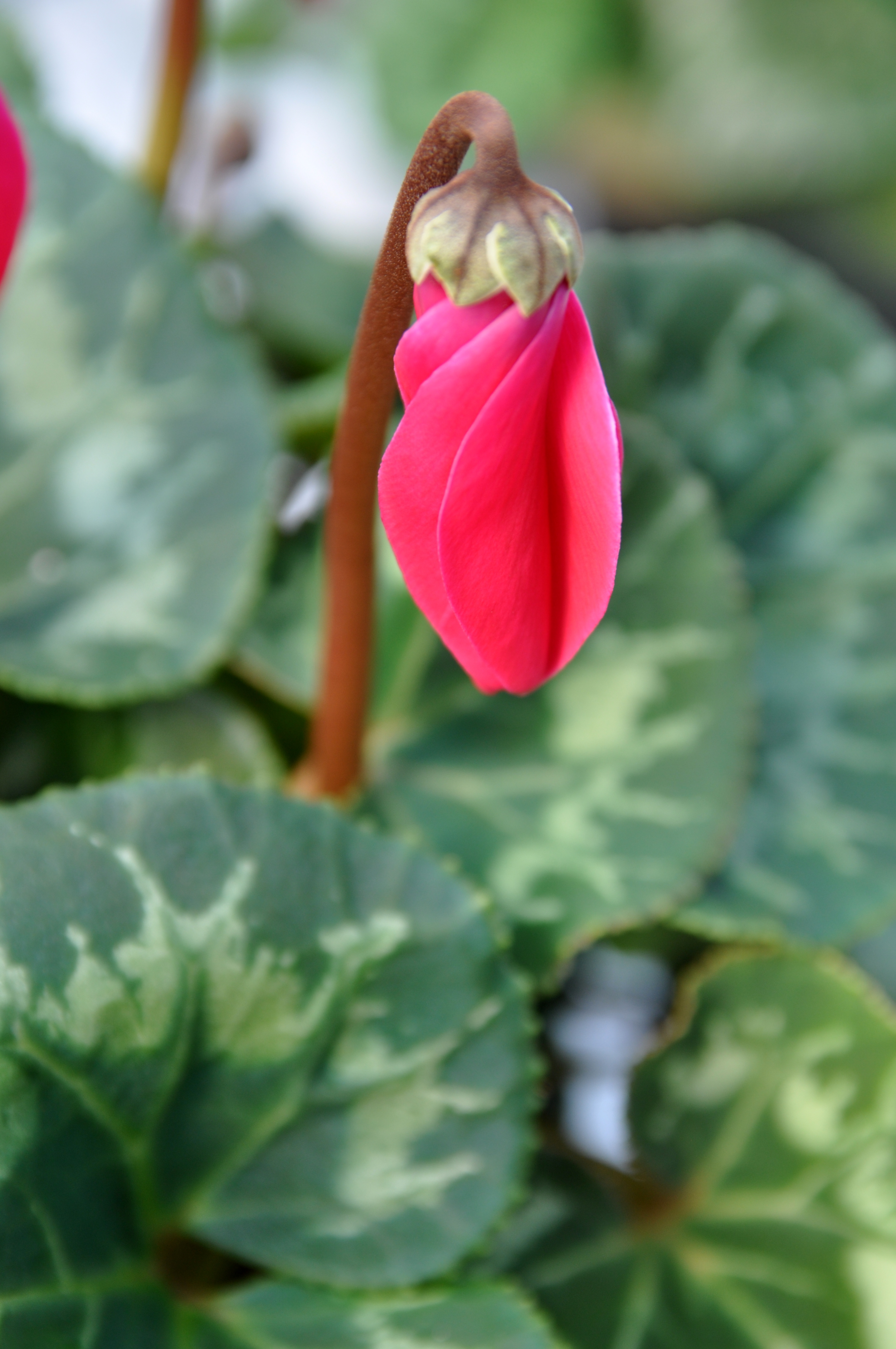 Nærbilde Alpefiol | OBP - Opplysningskontoret for blomster og planter