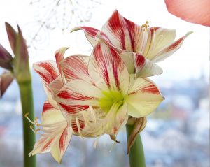Tofarget amaryllis