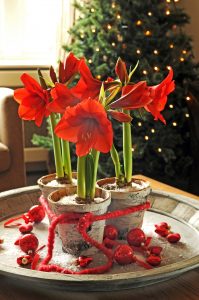 Julepyntet rød Amaryllis