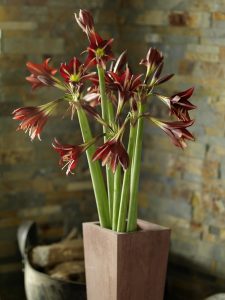 Strålende Amaryllis, Ridderstjerne, i rustikt miljø