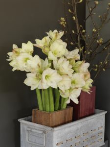 Hvit Amaryllis til jul