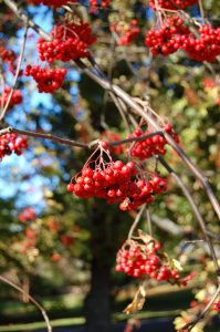 Amerikarogn, Sorbus americana