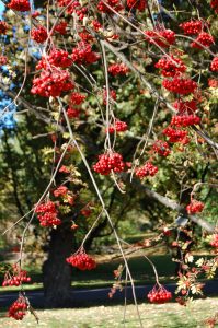 amerikarogn, sorbus amerikana, rogn, rognebær