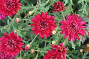 Margeritt, Argyranthemum frutescens