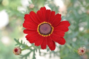 Margeritt, Argyranthemum frutescens