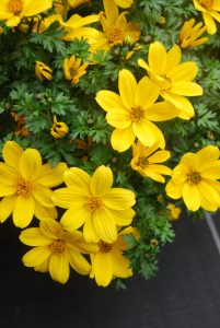 bidens pirates