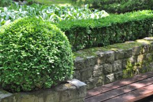 Buksbom, Buxus sempervirens