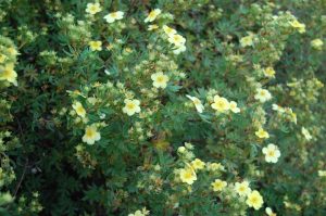 Lysegul buskmure, Potentilla