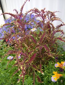 Coleus, praktspragle, i en særegen variant i blomsterbedet