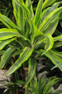 Draketre, Dracaena fragrans