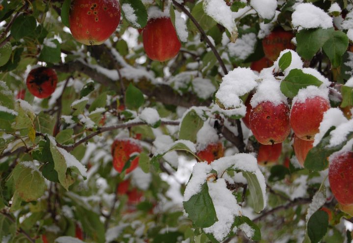 Epler under snø