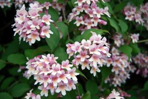 Fagerbusk, kolkwitzia