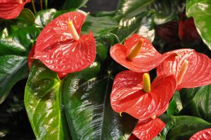 Flamingoblomst, Anthurium