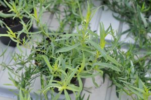 Fransk estragon, Artemisia dracunculus