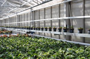 Produksjon begonia, transportbånd og bord