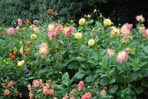 Georginehagen, blomsterbed med georginer