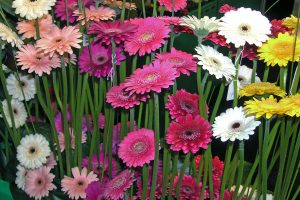 Gerbera kommer både som snittblomst og i potte. Vann den godt!