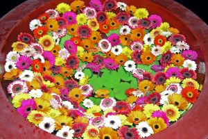 Stort fat med mengder av flotte gerbera