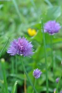 Gressløk med blomster