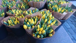 Gule tulipaner er påskens glede