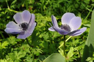 Hagesymre, Anemone
