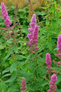 Hekkspirea, Spiraea