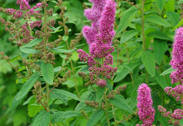 Hekkspirea, Spiraea