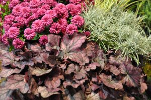 heuchera, krysantemum