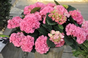 Rosa Hortensia på verandaen