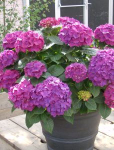 Lilla Hortensia på verandaen
