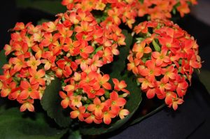 Ildtopp, Kalanchoe,